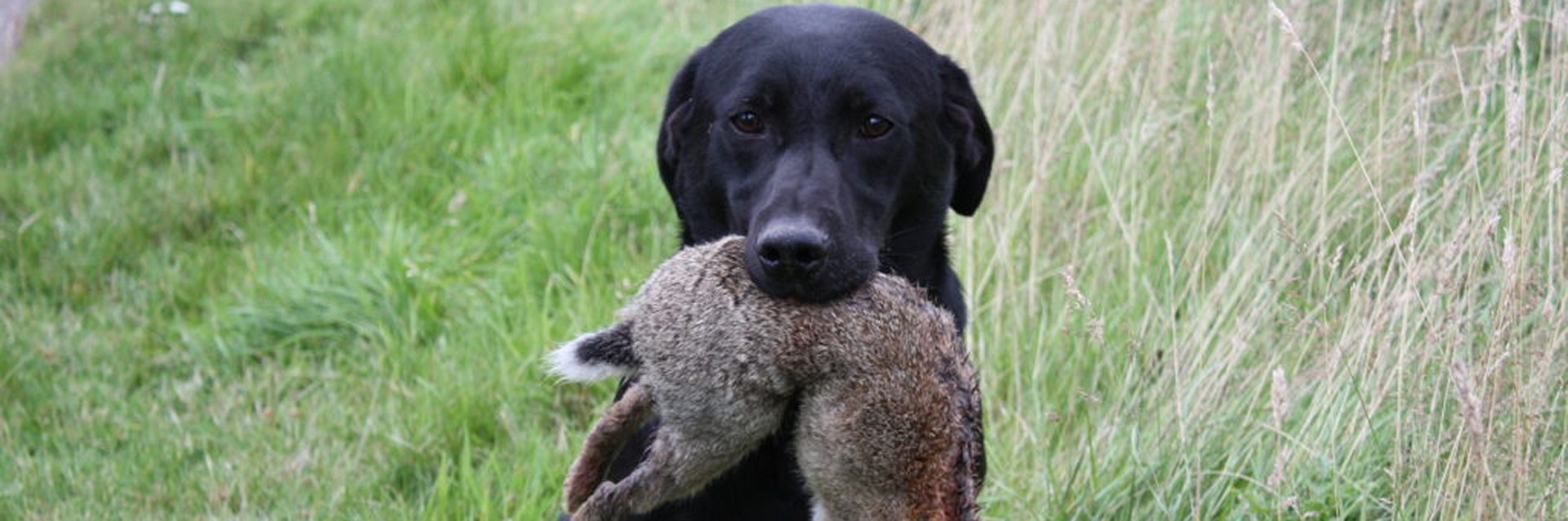 Labrador with rabbit