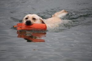 Expert-led gundog training