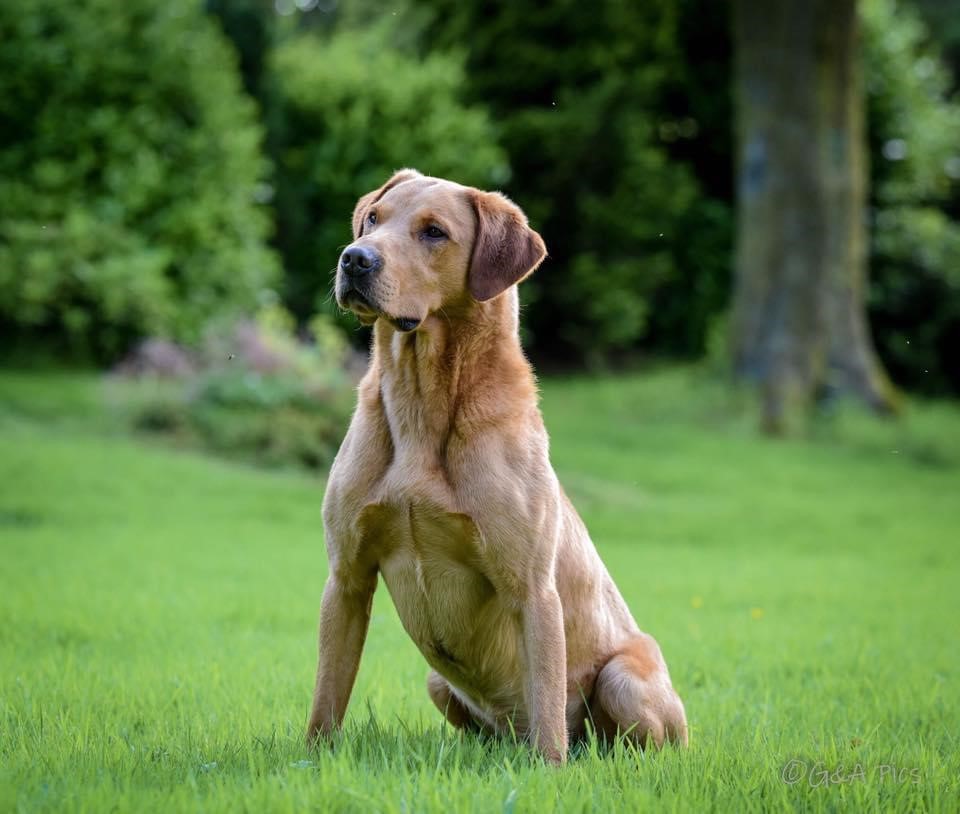 Puppies For Sale Bournepark Gundogs