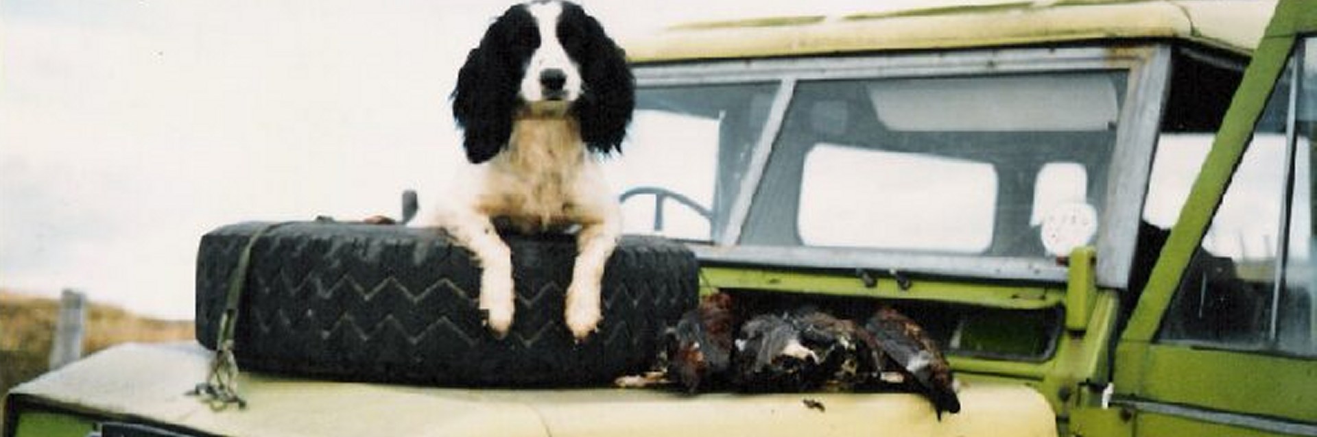 Bournepark Gundogs