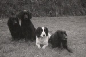Gundog training Netherlands