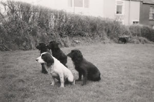 Gun dog training classes