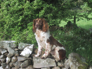 Develop skilled, obedient working dogs