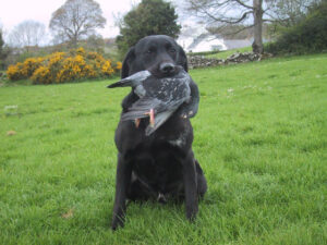 Gundog training UK
