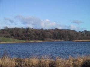 Gun dog training classes