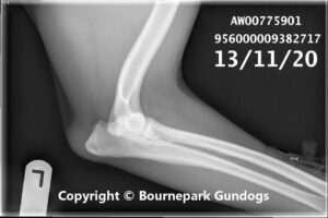 Buy ftch gundogs uk