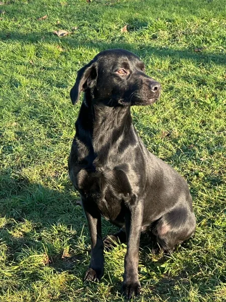part trained gundogs