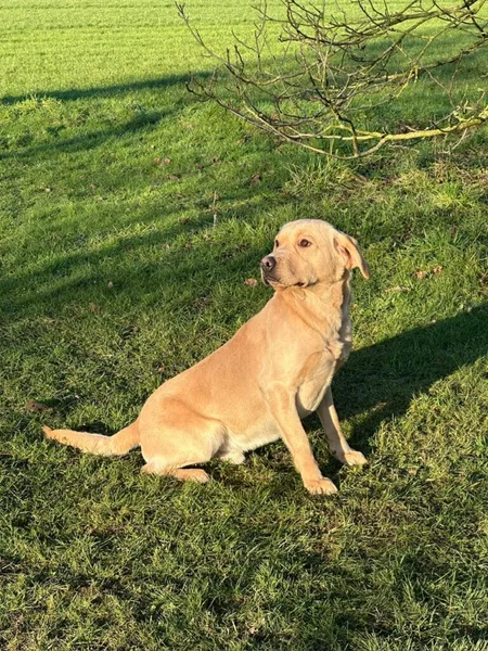 Part trained gundogs for sale