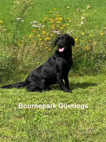 Gundog breeders - labradors