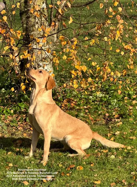 Gundog breeders