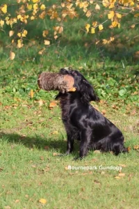 Gun Dog Breeders – Spaniels