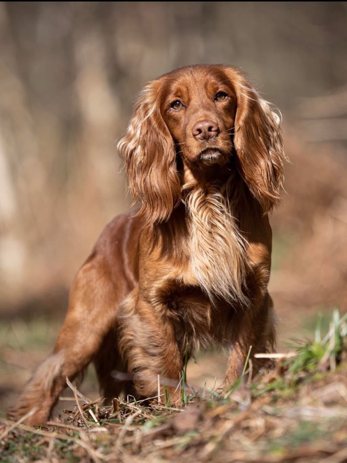 Caroline's Treasures BB9706GF Cocker Spaniel Bandiera Patriottica da giardino, taglia S, multicolore : Caroline's Treasures